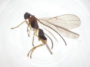  ( - CBG-A54917-F01)  @11 [ ] CreativeCommons - Attribution Share - Alike (2024) Centre for Biodiversity Genomics Centre for Biodiversity Genomics