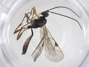  ( - CBG-A54920-B12)  @11 [ ] CreativeCommons - Attribution Share - Alike (2024) Centre for Biodiversity Genomics Centre for Biodiversity Genomics