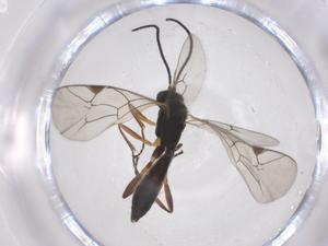  ( - CBG-A54924-F04)  @11 [ ] CreativeCommons - Attribution Share - Alike (2024) Centre for Biodiversity Genomics Centre for Biodiversity Genomics