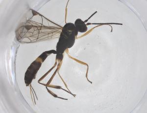  ( - CBG-A54930-E10)  @11 [ ] CreativeCommons - Attribution Share - Alike (2024) Centre for Biodiversity Genomics Centre for Biodiversity Genomics