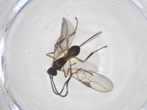  ( - CBG-A54930-G08)  @11 [ ] CreativeCommons - Attribution Share - Alike (2024) Centre for Biodiversity Genomics Centre for Biodiversity Genomics