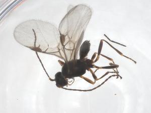  ( - CBG-A54930-H01)  @11 [ ] CreativeCommons - Attribution Share - Alike (2024) Centre for Biodiversity Genomics Centre for Biodiversity Genomics