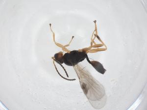  ( - CBG-A54931-E11)  @11 [ ] CreativeCommons - Attribution Share - Alike (2024) Centre for Biodiversity Genomics Centre for Biodiversity Genomics