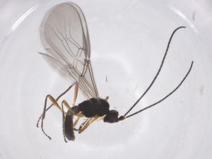  (opiMalaise01 Malaise8222 - CBG-A54932-C03)  @11 [ ] CreativeCommons - Attribution Share - Alike (2024) Centre for Biodiversity Genomics Centre for Biodiversity Genomics