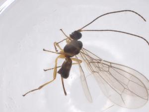  (Aspilodemon Malaise8719 - CBG-A54932-E05)  @11 [ ] CreativeCommons - Attribution Share - Alike (2024) Centre for Biodiversity Genomics Centre for Biodiversity Genomics