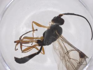  ( - CBG-A54935-E07)  @11 [ ] CreativeCommons - Attribution Share - Alike (2024) Centre for Biodiversity Genomics Centre for Biodiversity Genomics