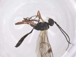  ( - CBG-A54935-H07)  @11 [ ] CreativeCommons - Attribution Share - Alike (2024) Centre for Biodiversity Genomics Centre for Biodiversity Genomics