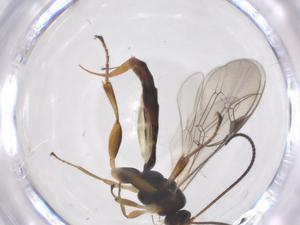  ( - CBG-A55107-G08)  @11 [ ] CreativeCommons - Attribution Share - Alike (2024) Centre for Biodiversity Genomics Centre for Biodiversity Genomics