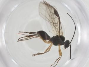  ( - CBG-A55108-B04)  @11 [ ] CreativeCommons - Attribution Share - Alike (2024) Centre for Biodiversity Genomics Centre for Biodiversity Genomics