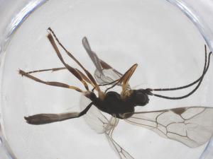  ( - CBG-A56169-G09)  @11 [ ] CreativeCommons - Attribution Share - Alike (2024) Centre for Biodiversity Genomics Centre for Biodiversity Genomics