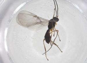  ( - CBG-A56176-G06)  @11 [ ] CreativeCommons - Attribution Share - Alike (2024) Centre for Biodiversity Genomics Centre for Biodiversity Genomics