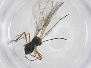  ( - CBG-A56194-C08)  @11 [ ] CreativeCommons - Attribution Share - Alike (2024) Centre for Biodiversity Genomics Centre for Biodiversity Genomics