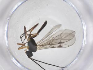  ( - CBG-A56199-G10)  @11 [ ] CreativeCommons - Attribution Share - Alike (2024) Centre for Biodiversity Genomics Centre for Biodiversity Genomics