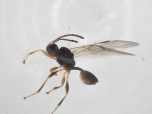  ( - CBG-A56461-A11)  @11 [ ] CreativeCommons - Attribution Share - Alike (2024) Centre for Biodiversity Genomics Centre for Biodiversity Genomics