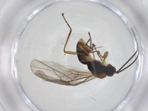  ( - CBG-A56464-C09)  @11 [ ] CreativeCommons - Attribution Share - Alike (2024) Centre for Biodiversity Genomics Centre for Biodiversity Genomics