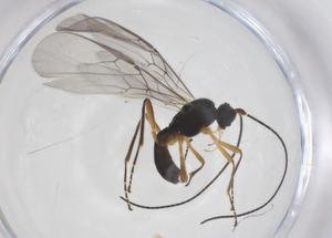  ( - CBG-A56472-D05)  @11 [ ] CreativeCommons - Attribution Share - Alike (2024) Centre for Biodiversity Genomics Centre for Biodiversity Genomics