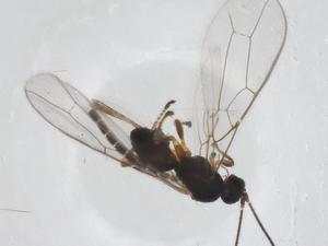  ( - CBG-A56477-D06)  @11 [ ] CreativeCommons - Attribution Share - Alike (2024) Centre for Biodiversity Genomics Centre for Biodiversity Genomics