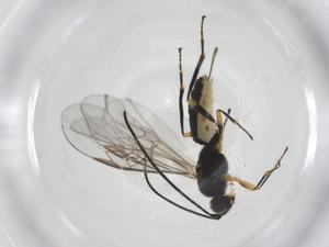  ( - CBG-A56482-B04)  @11 [ ] CreativeCommons - Attribution Share - Alike (2024) Centre for Biodiversity Genomics Centre for Biodiversity Genomics