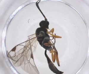  ( - CBG-A56483-E08)  @11 [ ] CreativeCommons - Attribution Share - Alike (2024) Centre for Biodiversity Genomics Centre for Biodiversity Genomics