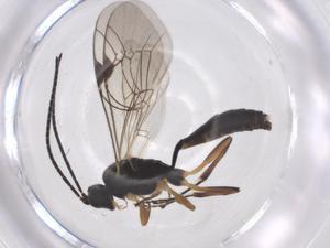  ( - CBG-A56483-G07)  @11 [ ] CreativeCommons - Attribution Share - Alike (2024) Centre for Biodiversity Genomics Centre for Biodiversity Genomics