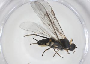  ( - CBG-A56485-F03)  @11 [ ] CreativeCommons - Attribution Share - Alike (2024) Centre for Biodiversity Genomics Centre for Biodiversity Genomics