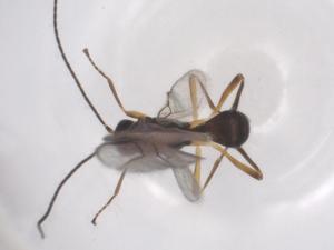  ( - CBG-A56494-C06)  @11 [ ] CreativeCommons - Attribution Share - Alike (2024) Centre for Biodiversity Genomics Centre for Biodiversity Genomics