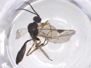  ( - CBG-A56494-G12)  @11 [ ] CreativeCommons - Attribution Share - Alike (2024) Centre for Biodiversity Genomics Centre for Biodiversity Genomics