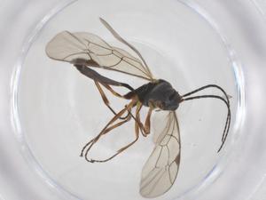  ( - CBG-A56495-B10)  @11 [ ] CreativeCommons - Attribution Share - Alike (2024) Centre for Biodiversity Genomics Centre for Biodiversity Genomics