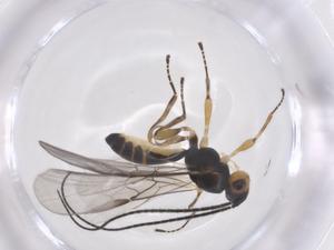  (opiMalaise01 Malaise1620 - CBG-A56497-B08)  @11 [ ] CreativeCommons - Attribution Share - Alike (2024) Centre for Biodiversity Genomics Centre for Biodiversity Genomics