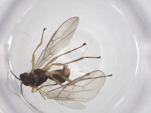  ( - CBG-A56510-F03)  @11 [ ] CreativeCommons - Attribution Share - Alike (2024) Centre for Biodiversity Genomics Centre for Biodiversity Genomics