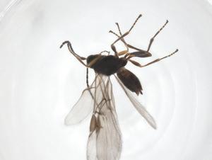  ( - CBG-A56514-H04)  @11 [ ] CreativeCommons - Attribution Share - Alike (2024) Centre for Biodiversity Genomics Centre for Biodiversity Genomics