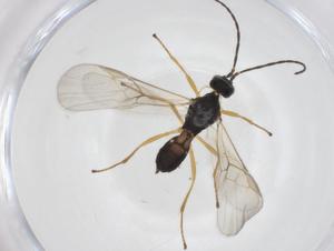  ( - CBG-A56516-B08)  @11 [ ] CreativeCommons - Attribution Share - Alike (2024) Centre for Biodiversity Genomics Centre for Biodiversity Genomics