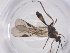  ( - CBG-A56623-E07)  @11 [ ] CreativeCommons - Attribution Share - Alike (2024) Centre for Biodiversity Genomics Centre for Biodiversity Genomics