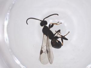  (Hypomicrogaster Malaise4641 - CBG-A56637-F10)  @11 [ ] CreativeCommons - Attribution Share - Alike (2024) Centre for Biodiversity Genomics Centre for Biodiversity Genomics