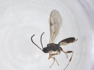  (Stenomacrus Malaise6470 - CBG-A56640-A06)  @11 [ ] CreativeCommons - Attribution Share - Alike (2024) Centre for Biodiversity Genomics Centre for Biodiversity Genomics
