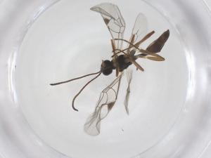  ( - CBG-A56646-B11)  @11 [ ] CreativeCommons - Attribution Share - Alike (2024) Centre for Biodiversity Genomics Centre for Biodiversity Genomics