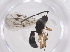  ( - CBG-A56650-B02)  @11 [ ] CreativeCommons - Attribution Share - Alike (2024) Centre for Biodiversity Genomics Centre for Biodiversity Genomics