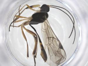  ( - CBG-A56651-H08)  @11 [ ] CreativeCommons - Attribution Share - Alike (2024) Centre for Biodiversity Genomics Centre for Biodiversity Genomics