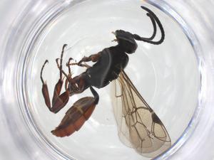  ( - CBG-A56655-H07)  @11 [ ] CreativeCommons - Attribution Share - Alike (2024) Centre for Biodiversity Genomics Centre for Biodiversity Genomics