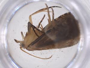  ( - CBG-A56660-E08)  @11 [ ] CreativeCommons - Attribution Share - Alike (2024) Centre for Biodiversity Genomics Centre for Biodiversity Genomics