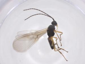  ( - CBG-A56663-C06)  @11 [ ] CreativeCommons - Attribution Share - Alike (2024) Centre for Biodiversity Genomics Centre for Biodiversity Genomics