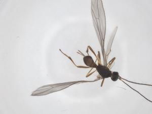  ( - CBG-A56664-G05)  @11 [ ] CreativeCommons - Attribution Share - Alike (2024) Centre for Biodiversity Genomics Centre for Biodiversity Genomics