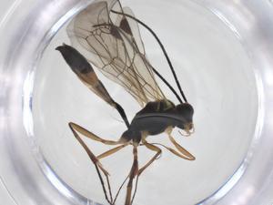  ( - CBG-A56665-G11)  @11 [ ] CreativeCommons - Attribution Share - Alike (2024) Centre for Biodiversity Genomics Centre for Biodiversity Genomics