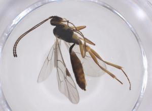  ( - CBG-A56672-E08)  @11 [ ] CreativeCommons - Attribution Share - Alike (2024) Centre for Biodiversity Genomics Centre for Biodiversity Genomics