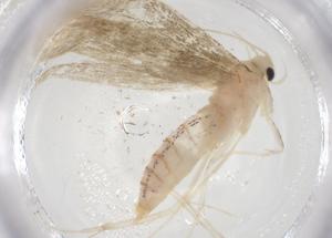  (ereMalaise01 Malais7432 - CBG-A56678-G04)  @11 [ ] CreativeCommons - Attribution Share - Alike (2024) Centre for Biodiversity Genomics Centre for Biodiversity Genomics