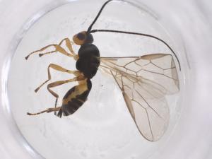  (opiMalaise01 Malaise8267 - CBG-A57967-A06)  @11 [ ] CreativeCommons - Attribution Share - Alike (2024) Centre for Biodiversity Genomics Centre for Biodiversity Genomics