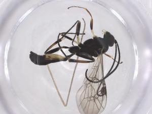  ( - CBG-A57970-D02)  @11 [ ] CreativeCommons - Attribution Share - Alike (2024) Centre for Biodiversity Genomics Centre for Biodiversity Genomics