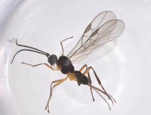  ( - CBG-A57973-B10)  @11 [ ] CreativeCommons - Attribution Share - Alike (2024) Centre for Biodiversity Genomics Centre for Biodiversity Genomics