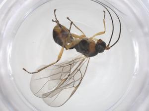  (opiMalaise01 Malaise8524 - CBG-A57977-C12)  @11 [ ] CreativeCommons - Attribution Share - Alike (2024) Centre for Biodiversity Genomics Centre for Biodiversity Genomics