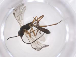  ( - CBG-A57983-B02)  @11 [ ] CreativeCommons - Attribution Share - Alike (2024) Centre for Biodiversity Genomics Centre for Biodiversity Genomics